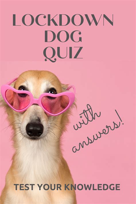 Everything You Need To Test Your Dog Knowledge Skills Dogquiz