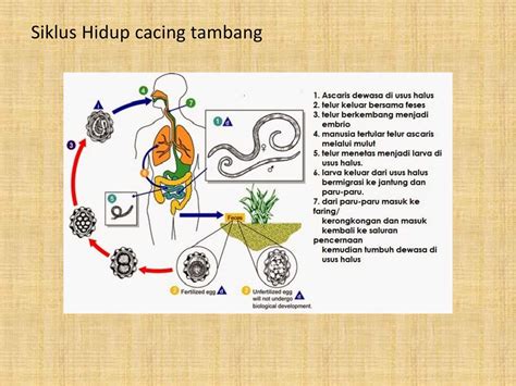 Ciri Ciri Contoh Dan Siklus Hidup Cacing Pita Dilengk Vrogue Co