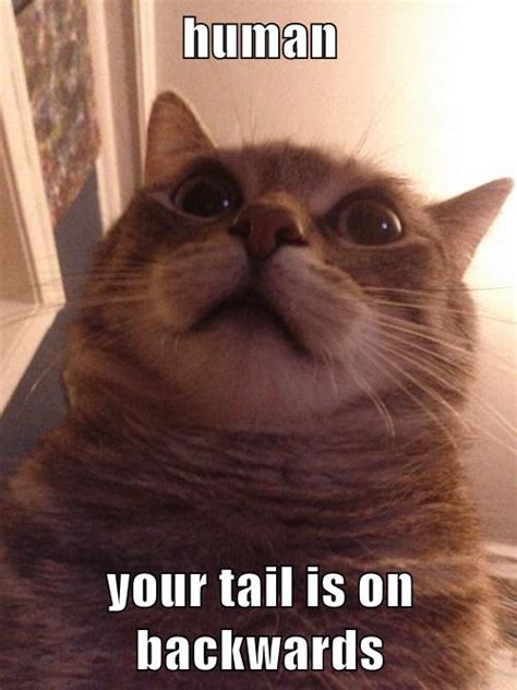 Human Your Tail Is On Backwards Lolcats Lol Cat