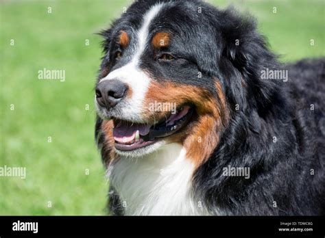 Portrait Of A Purebred Bernese Mountain Dog In Front Of White