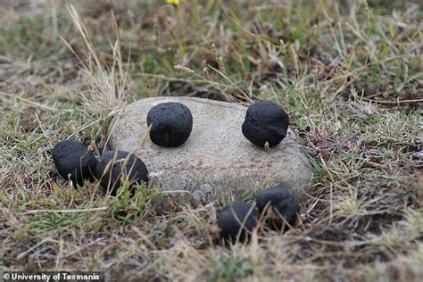 Wombat Cube Shaped Poo Mystery Is Finally Solved After Baffling