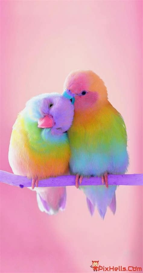Free Download Love Birds Colorful 630x1200 For Your Desktop Mobile