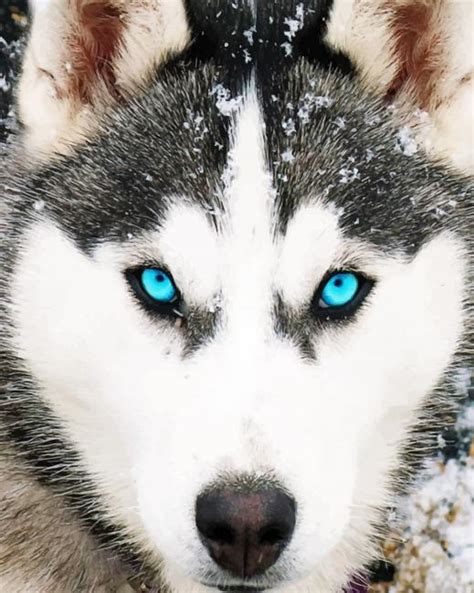 Husky Dog Blue Eyes Animals Paint By Numbers Numpaint Paint By