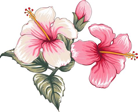 Bouquet Hibiscus Flower Drawing Transparency Backgroundfloral Object