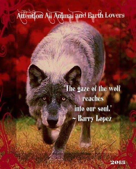 Pin By Alma Pari Passu On Wolves Lobos And Wolf Spirits Wolf Pictures
