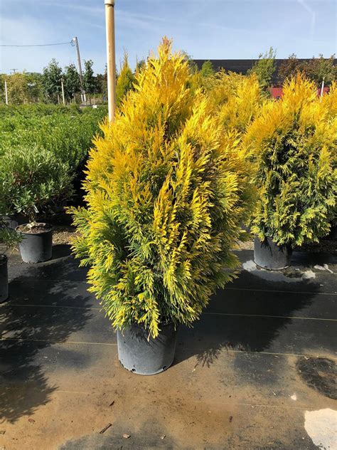 Golden Arborvitae Tree Qt Pot Thuja Plicata Plants And Seedlings