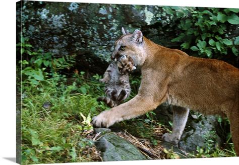 Female Cougar Carrying Cub In Mouth Minnesota Wall Art Canvas Prints