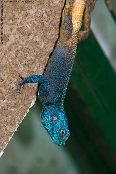 Blue Headed Tree Agama Project Noah