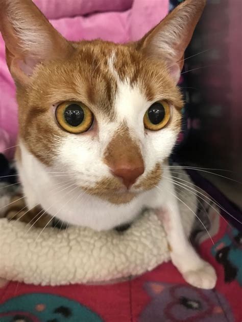 Adopt Lily On Petfinder Cat Adoption Pet Adoption Homeless Pets