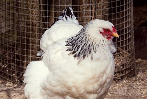 Columbian Wyandotte Chicken Appearance Personality And Care Know