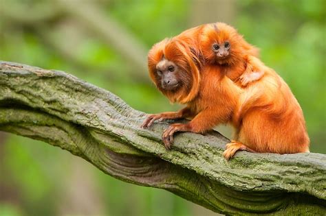 What Animals Live In The Amazon Rainforest Worldatlas