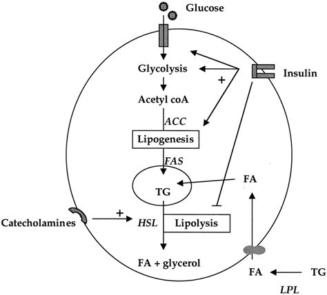 Main Metabolic Pathways In Adipocytes Acc Acetyl Coa Carboxylase Fa