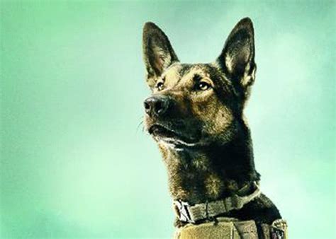 At some point after max left civilization following the loss of his family he encountered an australian cattle dog, he took it into his care and it became a faithful companion of his. How Max gets war dogs wrong: actual military canines are ...