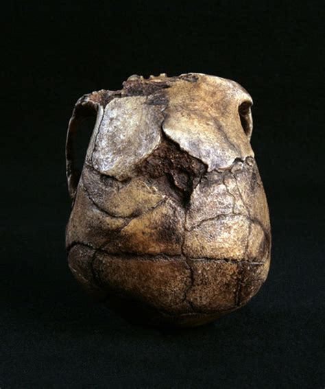 Hominid Skull Homo Erectus Ergaster Dmanisi