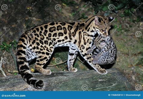 Margay Cat Leopardus Wiedi Mother Carrying Cub Stock Photo Image Of