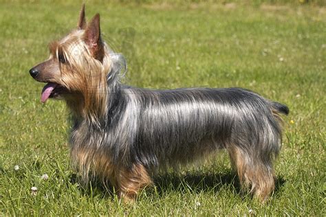 Australian Silky Terrier 4 Pet Paw