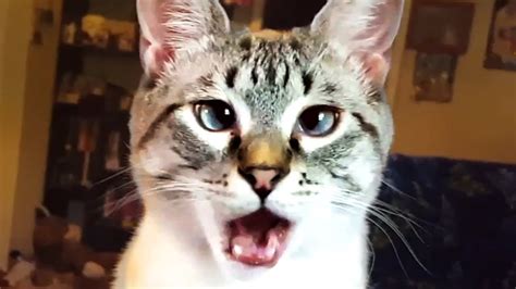 Video Best Cute And Funny Cat Moments Of 2019