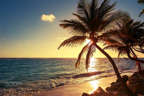 Palm Tree On The Tropical Beach Sunrise Shot With Images Beach