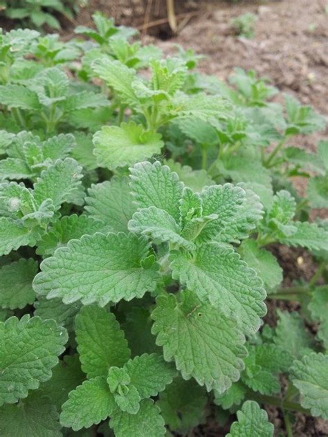 New Mint Plants Growing Free Image Download