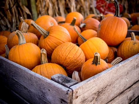 Five Pumpkin Recipes To Spice Up Your Fall