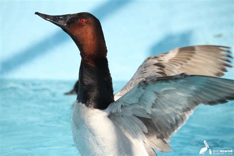 Bird Of The Month Diving Ducks International Bird Rescue