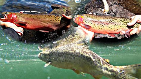 Colorado Fishing Cutthroat Trout Tiger Trout Youtube