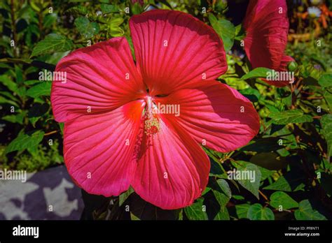 Hibiscus A Giant Red Bloom Stock Photo Alamy