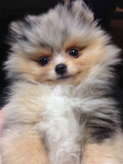 Pomeranian Merle Tan And White Cute Puppies Dogs And Puppies Cute