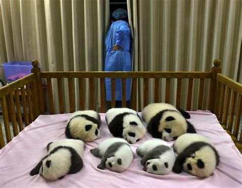 Chinas Wild Panda Population Up Nearly 17 Percent—xinhua Inquirer News