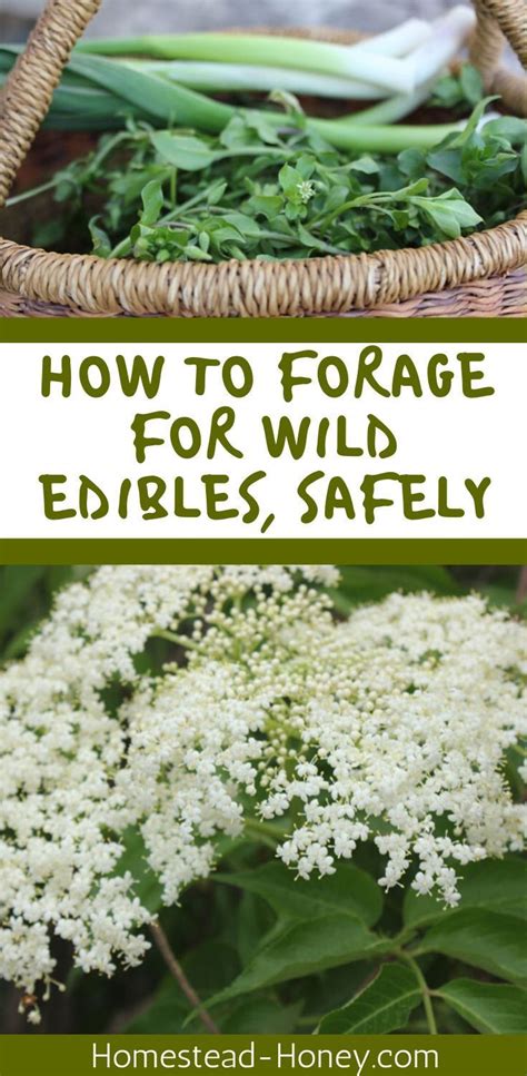 Foraged Food How To Safely Enjoy Wild Edibles Homestead Honey
