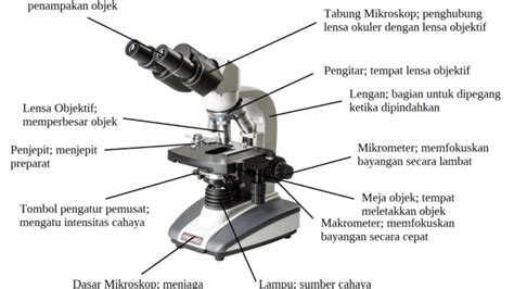 Mikroskop Monokuler Beserta Bagian Dan Fungsinya Galeri Pendidikan