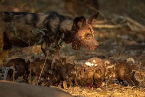 African Wild Dog Facts Best Wildlife Facts Travel Facts