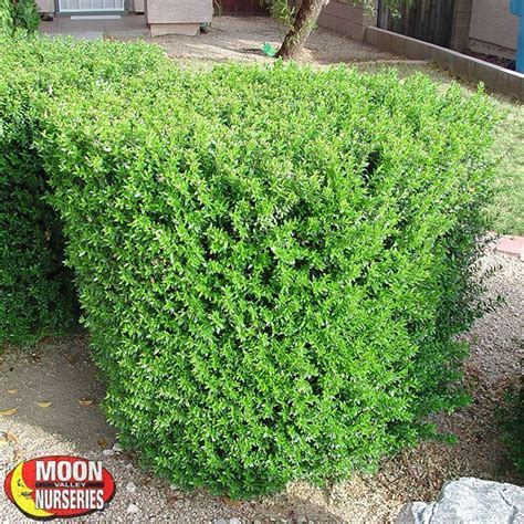Hollywood Style Hedges Dwarf Myrtle Water Wise Plants Drought