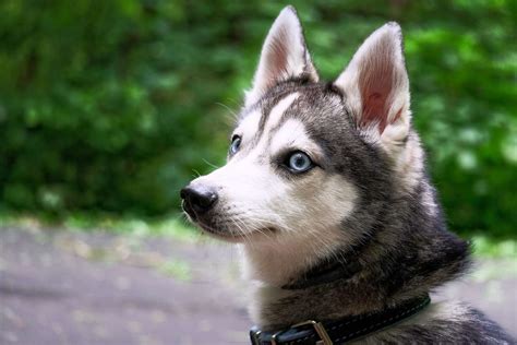 Alaskan Klee Kai Dog Breed Information And Characteristics Daily Paws