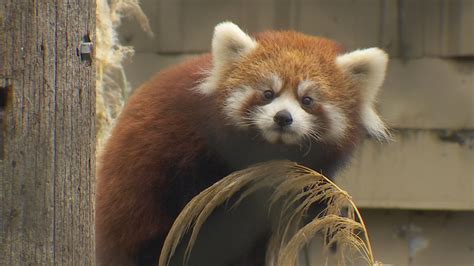 Seattles Woodland Park Zoo To Debut Twin Red Panda Cubs Kpic