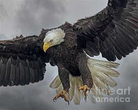 Determination By Dale Erickson Bald Eagle American Bald Eagle Fine