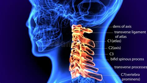 Ejemplo Del Vector De Las Vértebras Cervicales Esquema Con El Cráneo Y