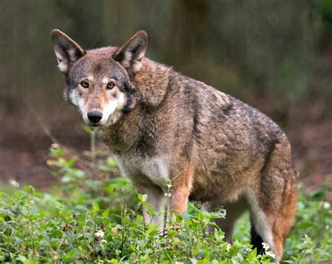 14 Red Wolf Facts Fact Animal