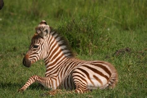 Baby Zebra Tanzania 얼룩말