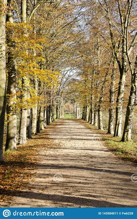 Tree Lined Dirt Road With Fence Stock Image Image Of Autumn Beauty