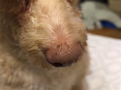 My dogs cyst ruptured and i dont know what to do.im scared to take him to the vet because of his my basset hound has had a lump come up between his toe it is red he won't let me near it i have put. Does this look like dog skin cancer to you? Please help, I ...