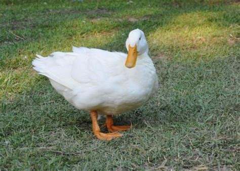 The Best Duck Breeds For Beginners The Happy Chicken Coop
