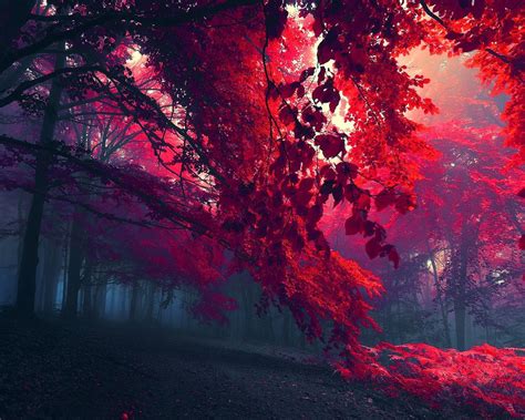 With these tree png images, you can directly use them in your design project without cutout. Landscapes HD Wallpapers