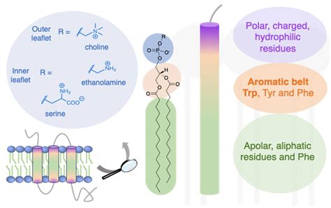The Polar Properties Of Hydrophobic Molecules