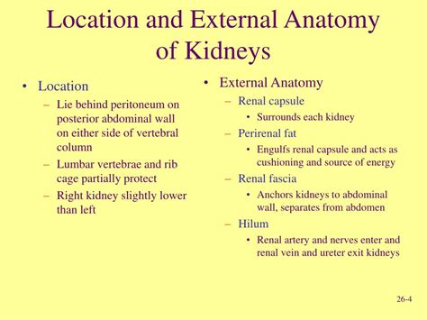 The rib cage consists of 24 ribs, 12 on either side, and it shields the organs of the chest, including at the back, they are attached to the spine. PPT - Human Urogenital System PowerPoint Presentation, free download - ID:147758