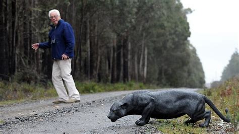 Mystery Deepens Over Big Cats In Victoria As Locals At Wombat State