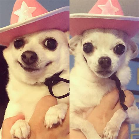 They Also Make Cowboy Hats For Dogs 🤣 Chihuahua