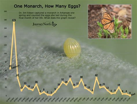 Monarch Butterfly From Eggs To Butterflies