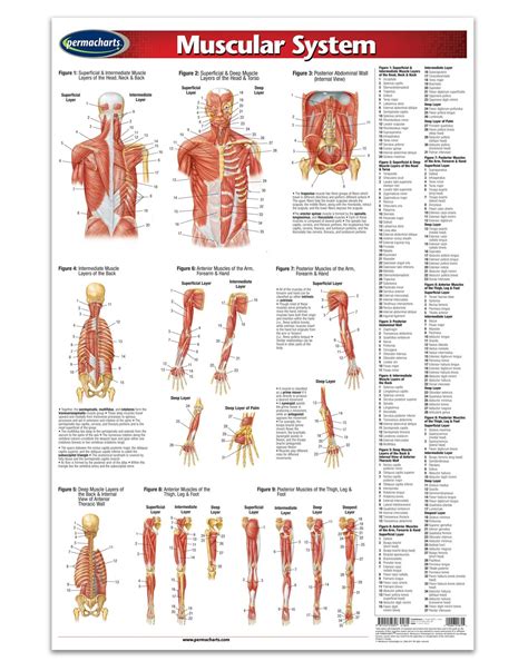 Muscular System Poster 24 X 36 Laminated Quick Reference Guide