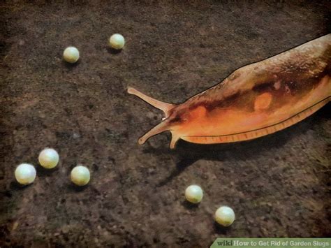 Check spelling or type a new query. 4 Ways to Get Rid of Garden Slugs - wikiHow